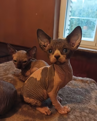 Gattini sphynx