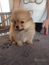 Cucciolo di spitiz Pomerania