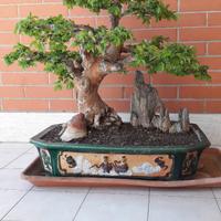 Bonsai olmo