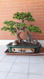 Bonsai olmo