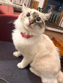 Maschio sacro di Birmania per accoppiamento