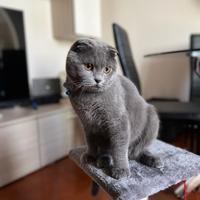 Scottish Fold maschio per monta