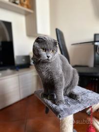 Scottish Fold maschio per monta