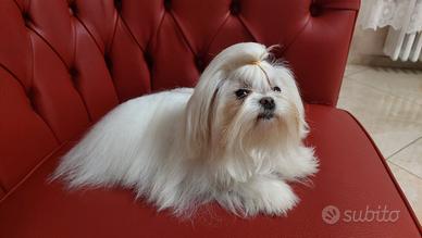 Maltese coreano per monta