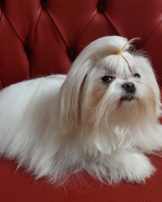 Maltese coreano per monta