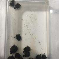 Sternotherus odoratus baby