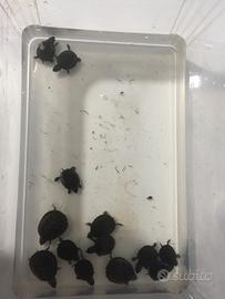 Sternotherus odoratus baby