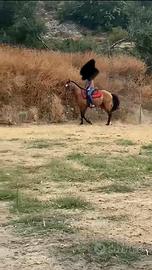 Puledro argentino