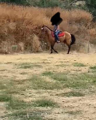 Puledro argentino