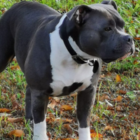 American Bully