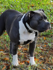 American Bully