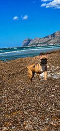 Bull dog francese 8 mesi