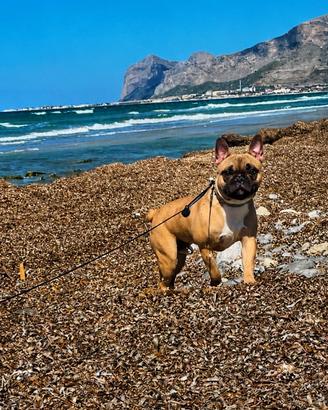 Bull dog francese 8 mesi