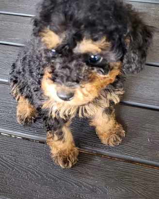 Cucciola di barboncino