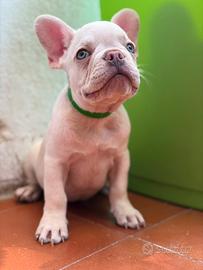 Bulldog francese