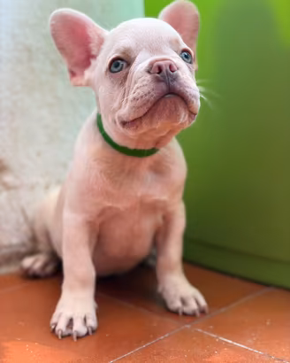 Bulldog francese