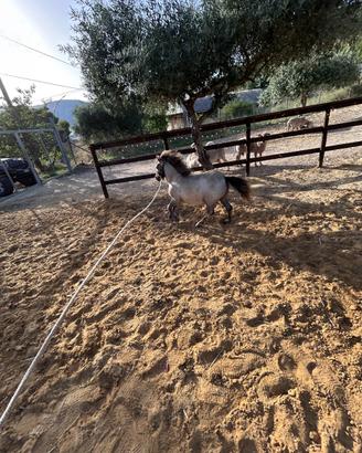 Pony