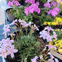 Piante di Flox ed Iberis