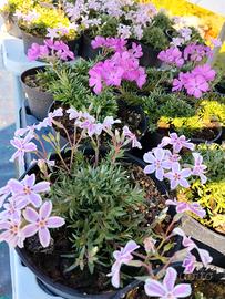 Piante di Flox ed Iberis