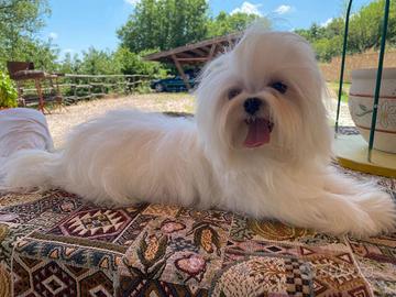 Maltese maschio