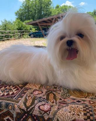 Maltese maschio