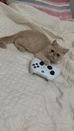 Exotic Shorthair (Persiano a pelo corto)