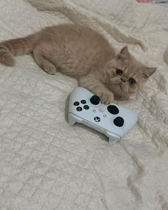 Exotic Shorthair (Persiano a pelo corto)