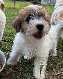 Cucciola jack Russell terrier pelo ruvido pedigree