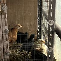 Galletti ornamentali