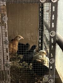 Galletti ornamentali