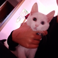 Ultimo gattino bianco