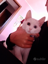 Ultimo gattino bianco