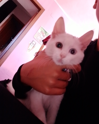 Ultimo gattino bianco