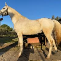 Arabo,anglo,passeggiate,endurance