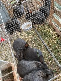 Conigli: mamma gigante fiandre. Papà californiano