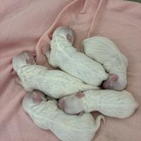 Cuccioli maltese toy