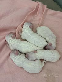 Cuccioli maltese toy