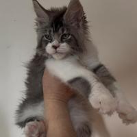 Allevamento AUTORIZZATO gatti Maine Coon