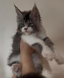 Allevamento AUTORIZZATO gatti Maine Coon