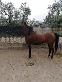 Puledro quarter intero