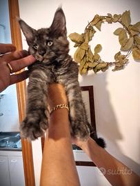 Femminuccie Gattini Maine Coone PEDIGREE