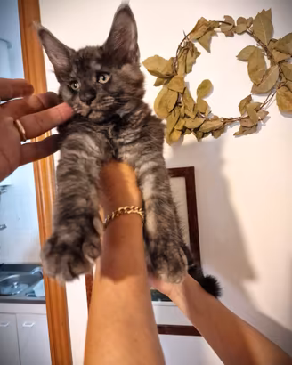Femminuccie Gattini Maine Coone PEDIGREE