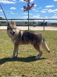 Cane lupo cecoslovacco