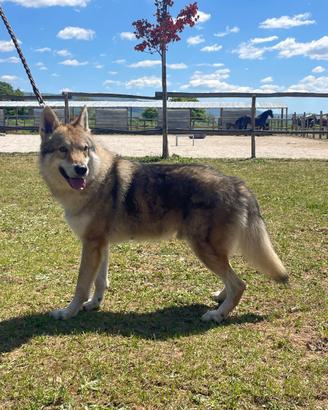 Cane lupo cecoslovacco