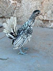 Galline