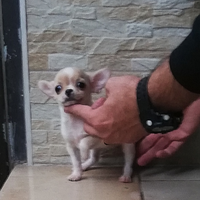 Cucciole di chihuahua toy