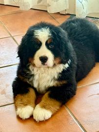 Bovaro del Bernese
