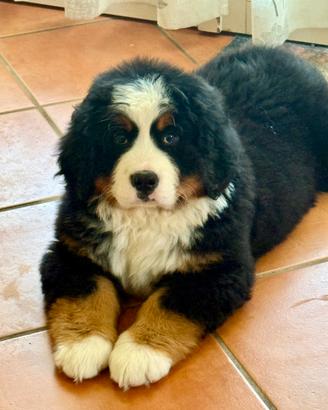 Bovaro del Bernese