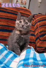 Zelda: dolce gattina in adozione
