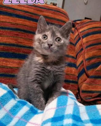 Zelda: dolce gattina in adozione